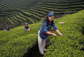 گردشگری چای و کاشت چای بهاره در استان «سی‌چوان» + تصاویر