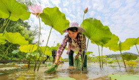 Ministro chino de agricultura: convertir al campesino en una profesión atractiva