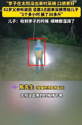 父親凌晨摘30斤李子兒子發(fā)聲 感動(dòng)瞬間淚目