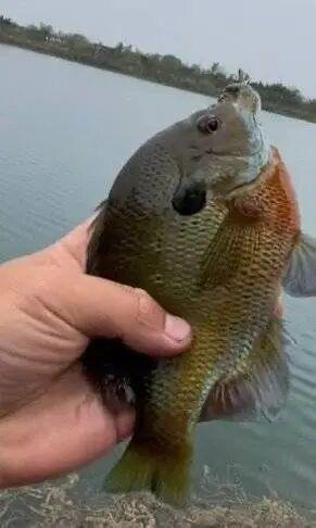 成都多湖钓起“黑耳”怪鱼 外来入侵物种引关注