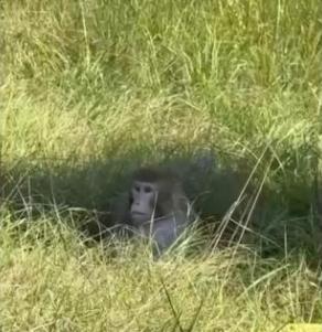 美警方称逃跑实验猴有攻击性