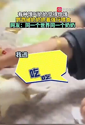 鹦鹉被奶奶强行喂食 