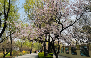 出游踏青 北京推出47项清明游园活动