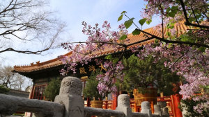 美丽寺院 | 北京广济寺