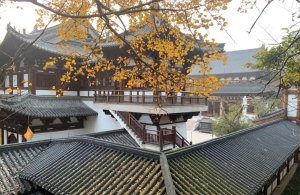 径山银杏黄：天下禅林径山寺秋景