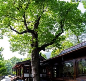 “四大皆空”是什么都没有吗？别再误解啦！