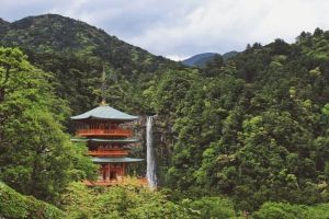 厉害！佛门驱虫原来如此高妙