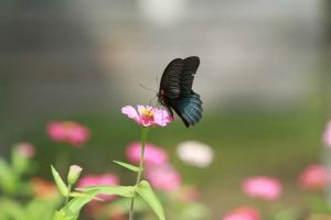 不是放下慈悲心