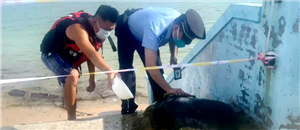 三亚警民联合救助遇险绿海龟