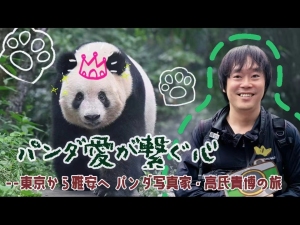【AちゃんのChinaNow特別企画】パンダ愛が繋ぐ心--東京から雅安へ パンダ写真家・高氏貴博の旅