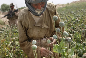 阿富汗毒品的“烂摊子”，“制毒师”美国一手制造