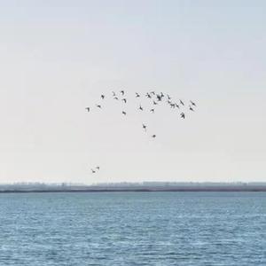 秋季以来近40万只候鸟飞临天津北大港湿地