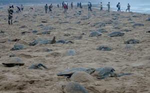 印度孟加拉湾海龟进入产卵季