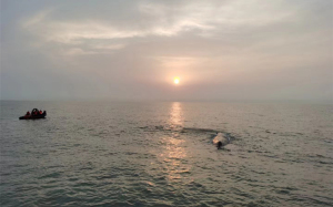 经过20个小时的接力救援 搁浅抹香鲸被成功放归深海