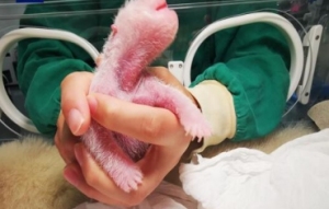 刷新纪录！全球最重大熊猫宝宝诞生