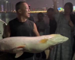 男子湘江边钓到68斤鱤鱼 肉食动物俗称“水老虎”