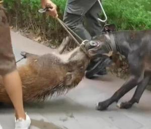 重庆野猪闯小区撞伤晨跑者 被捉后遭猎犬咬死