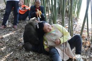 藏酋猴被投喂后帮村民“找虱子” 相处融洽其乐融融