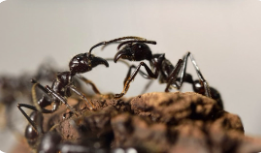 最新研究估算：全球蚂蚁总数约2亿亿只，总量可达约1200万吨