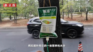湖南株洲给行道树打点滴抗旱 树木枯死情况明显减少