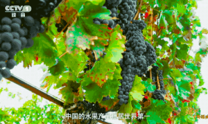 中国水果产量稳居世界第一 中国人创造出“水果奇迹”