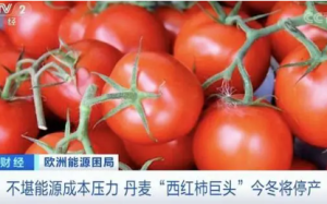 丹麦巨头宣布今冬停产西红柿和黄瓜 温室大棚停用
