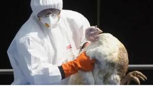 欧洲暴发史上最大规模禽流感 4800万只禽类被扑杀 涉及37个国家