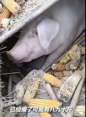 泸定地震家猪被掩埋 存活40多天后获救，主人称其瘦了快90斤