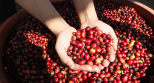 中国99%咖啡产自云南 小粒种咖啡已成地理标志品牌