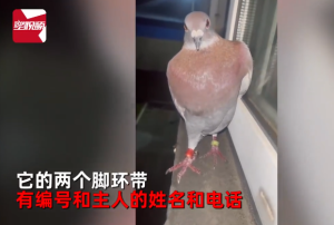 河南信鸽跑偏400公里飞到江苏，主人称可以杀了吃掉，女子好心将其收养