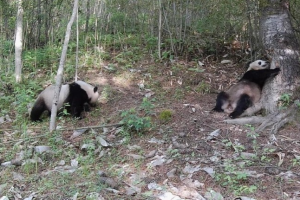 超萌！秦岭再现大熊猫“遛娃”，高清画面来了