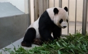 台媒：大熊猫“团团”脑部坏死 病情恶化令人揪心