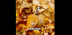 酣睡橘猫与落叶融为一体！网友：这不得抓起来马上就跑