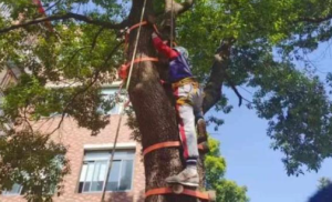 杭州一小学开爬树课教学生爬树 据说是和国际接轨