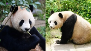 两只中国大熊猫正式与卡塔尔公众见面