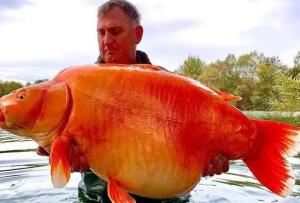 世界最大金鱼被钓上岸：重约61斤 已活20年