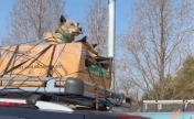 两只狗狗被安置在车顶上回家过年，网友笑评：真的冻成狗了
