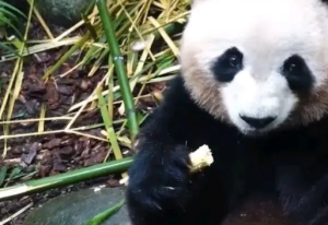 大妈给熊猫投喂玉米芯被通报 终生禁止参观熊猫谷