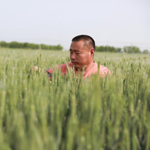 乡村振兴丨山东乐陵：“田管家”助粮食增产增效