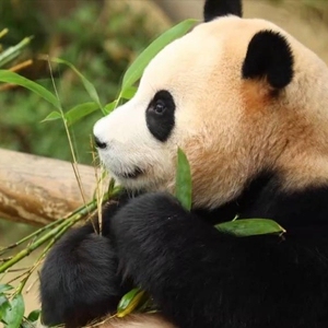 旅韩大熊猫“爱宝”顺利产下双胞胎幼崽