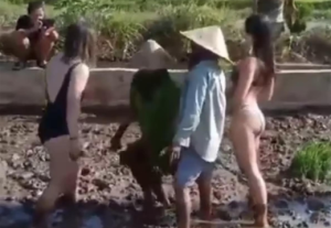 游客穿比基尼帮巴厘岛农民种庄稼 拍合影搔首弄姿