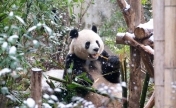 成都漫天飘雪 大熊猫户外玩耍