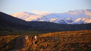 新疆阿勒泰：夕阳西下 牛群牧归