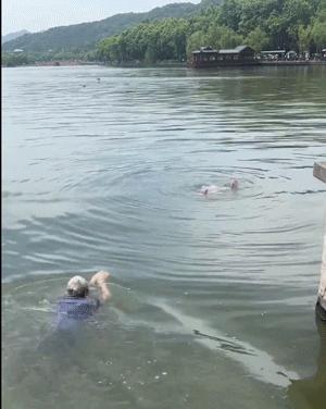 女子西湖落水白发大爷跳水救起 大爷英勇救人获赞