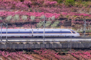 列車穿越花海超驚艷,！快來領取春日壁紙