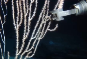 "海洋地质六号"发现了哪些深海宝藏？