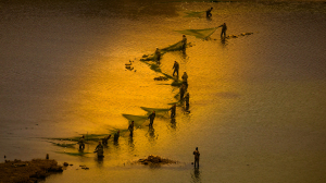 陕西统一战线主题摄影大赛一等奖作品：《湿地渔歌大荔》