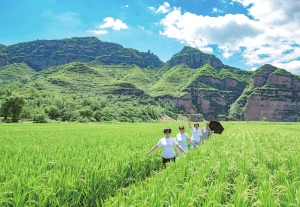 稻田风景如画 共赏田园风光