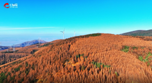 百场带千村:《管涔山下的振兴画卷·羊圈沟林场》