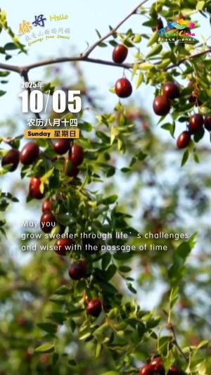 Hello, greetings from Shanxi—Jujube Park 你好，来自山西的问候—稷山县板枣公园景区（4A景区）